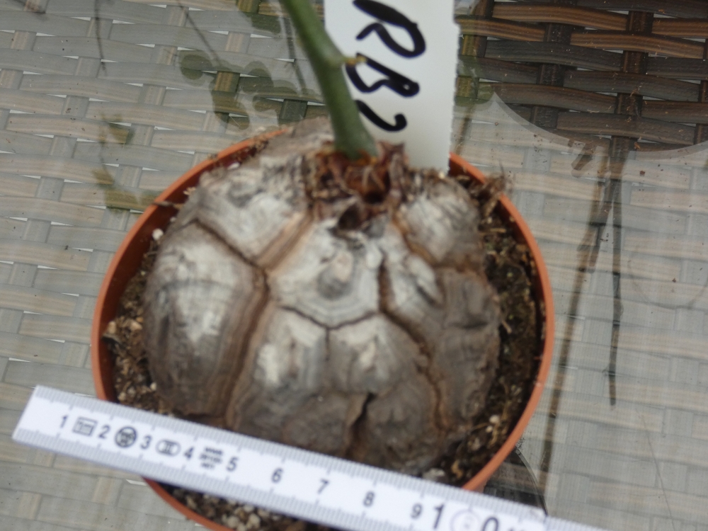 Bild 1 von Schildkrötenpflanze Dioscorea elephantipes RB2