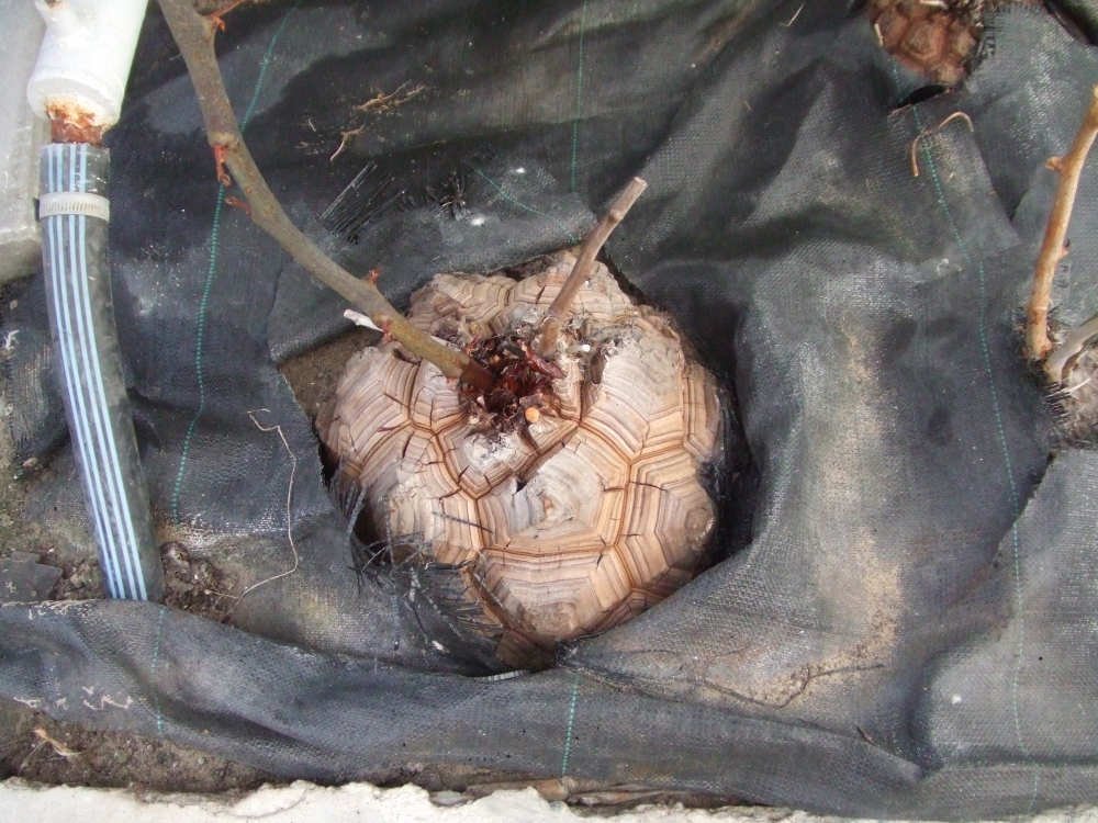 Bild 1 von Schildkrötenpflanze Dioscorea elephantipes 2-5 cm Anfängerpflanze zum ausprobieren