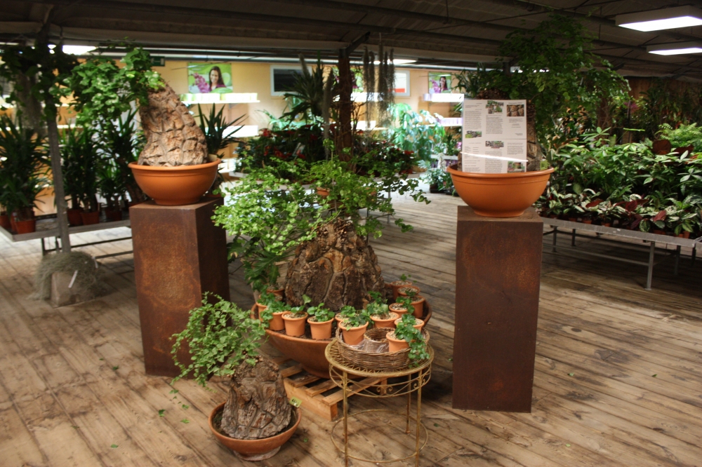 Bild 1 von Schildkrötenpflanze Dioscorea elephantipes 2-5 cm Anfängerpflanze zum ausprobieren