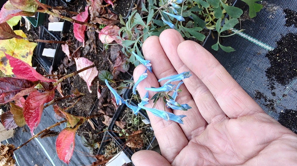 Bild 1 von Cordyalis flexuosa  Blauer Lerchensporn