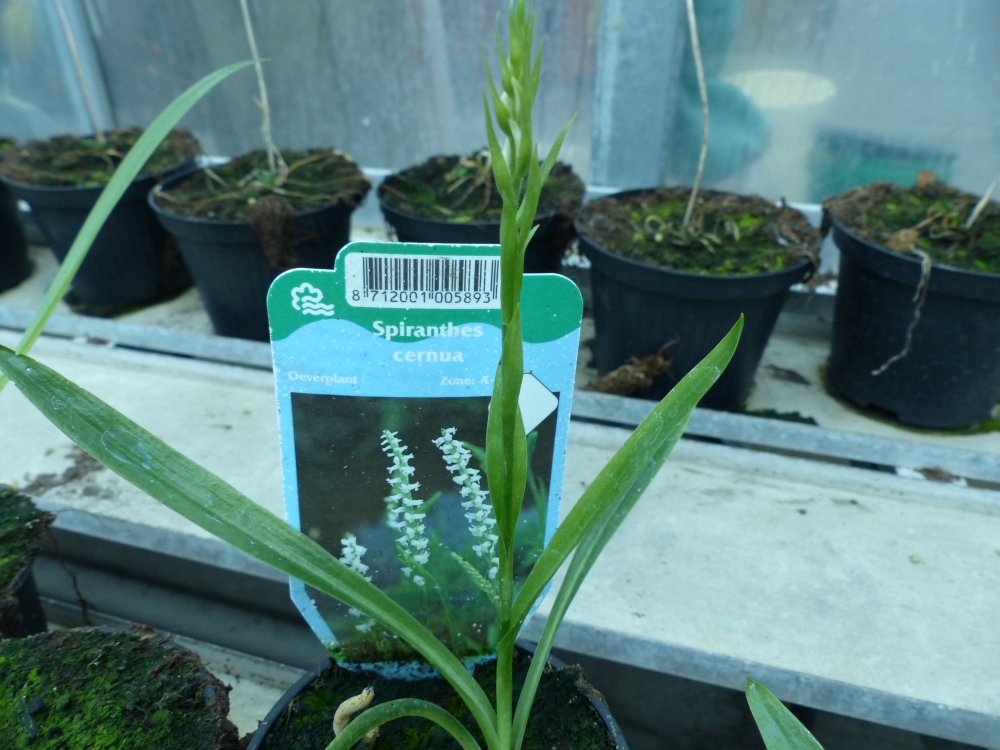 Bild 1 von Spiranthes cernua   Herbstdrehwurz Solitärpflanze