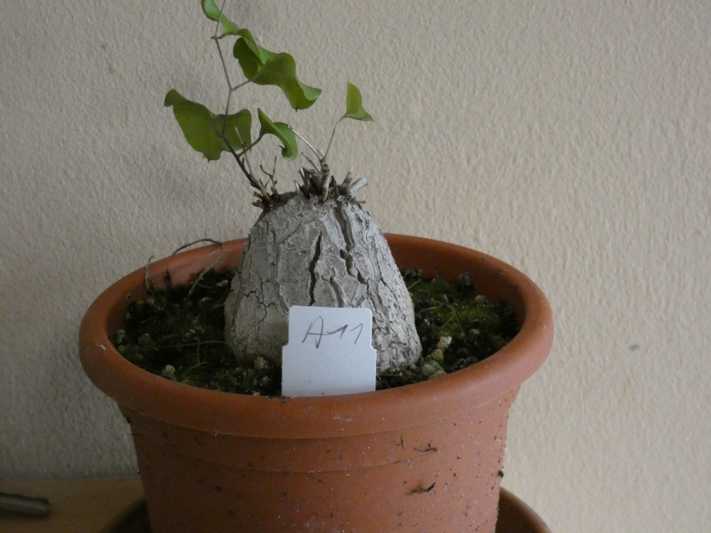 Bild 1 von Schildkrötenpflanze Dioscorea elephantipes A11