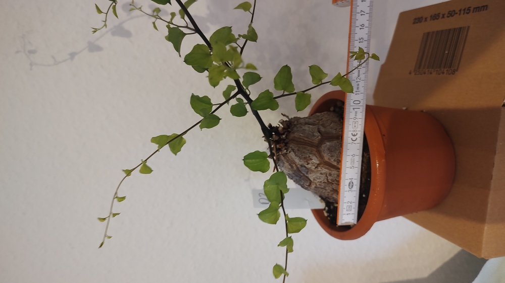 Bild 1 von Schildkrötenpflanze Dioscorea elephantipes
