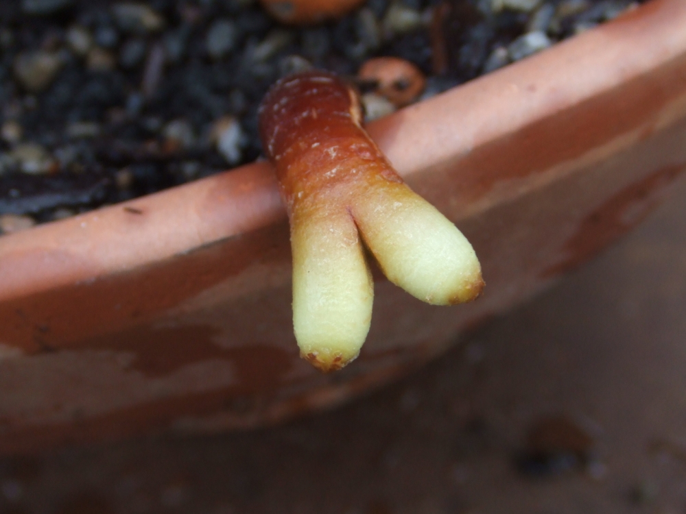 Bild 1 von Schildkrötenpflanze Dioscorea elephantipes 2-5 cm Anfängerpflanze zum ausprobieren