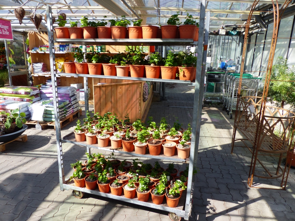 Bild 1 von Schildkrötenpflanze Dioscorea elephantipes 2-5 cm Anfängerpflanze zum ausprobieren