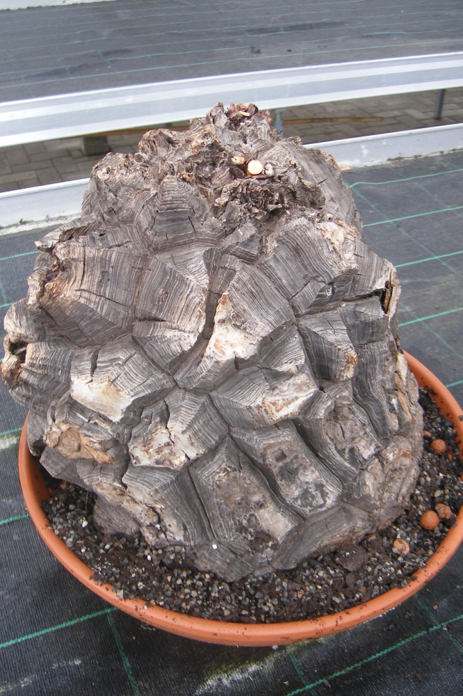Bild 1 von Schildkrötenpflanze Dioscorea elephantipes 2-5 cm Anfängerpflanze zum ausprobieren