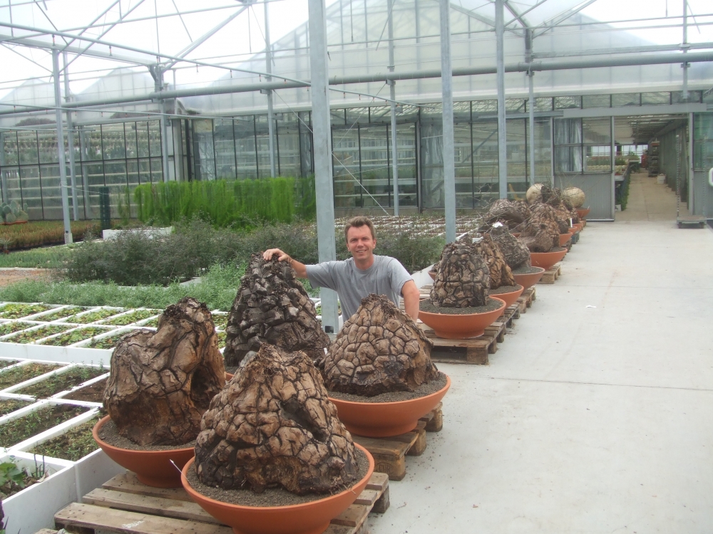 Bild 1 von Schildkrötenpflanze Dioscorea elephantipes 2-5 cm Anfängerpflanze zum ausprobieren