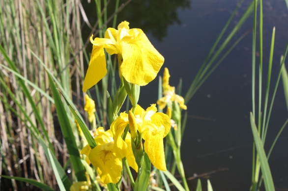 Bild 1 von Iris pseudacorus  gelbe Sumpfschwertlilie