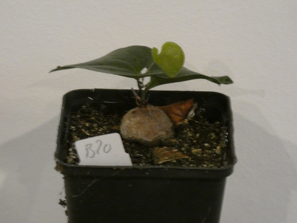 Bild 1 von Schildkrötenpflanze Dioscorea elephantipes B20