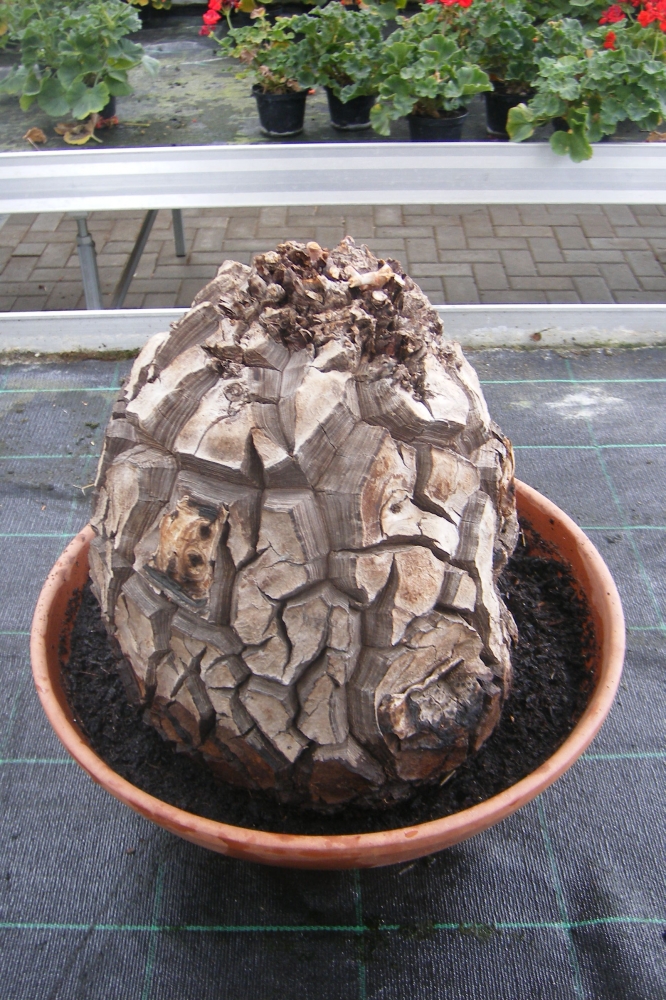 Bild 1 von Schildkrötenpflanze Dioscorea elephantipes 2-5 cm Anfängerpflanze zum ausprobieren