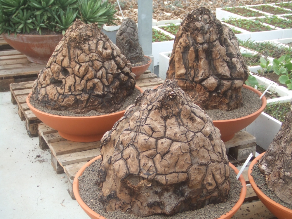 Bild 1 von Schildkrötenpflanze Dioscorea elephantipes 2-5 cm Anfängerpflanze zum ausprobieren