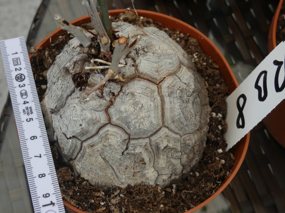 Bild 1 von Schildkrötenpflanze Dioscorea elephantipes RB8