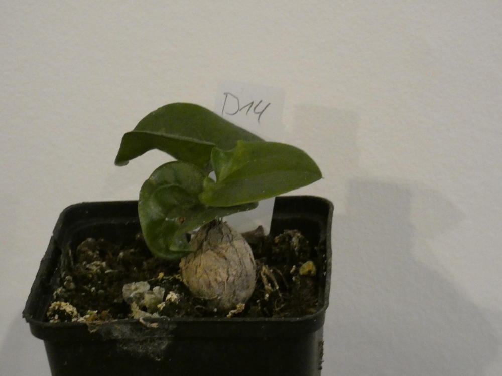 Bild 1 von Schildkrötenpflanze Dioscorea elephantipes B14