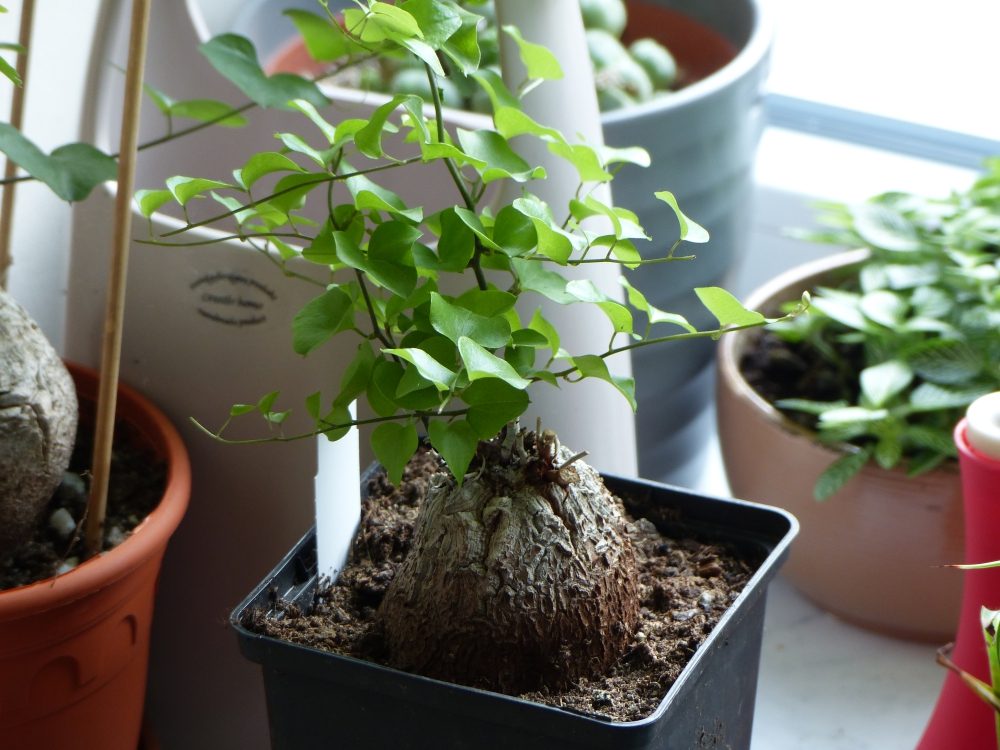 Bild 1 von Schildkrötenpflanze Dioscorea elephantipes 2-5 cm Anfängerpflanze zum ausprobieren