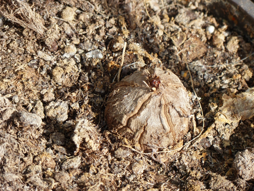 Bild 1 von Schildkrötenpflanze Dioscorea elephantipes 2-5 cm Anfängerpflanze zum ausprobieren