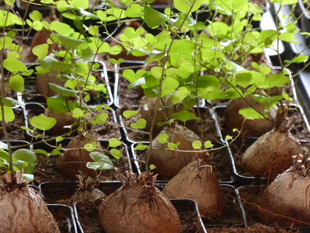 Bild 1 von Schildkrötenpflanze Dioscorea elephantipes 2-5 cm Anfängerpflanze zum ausprobieren