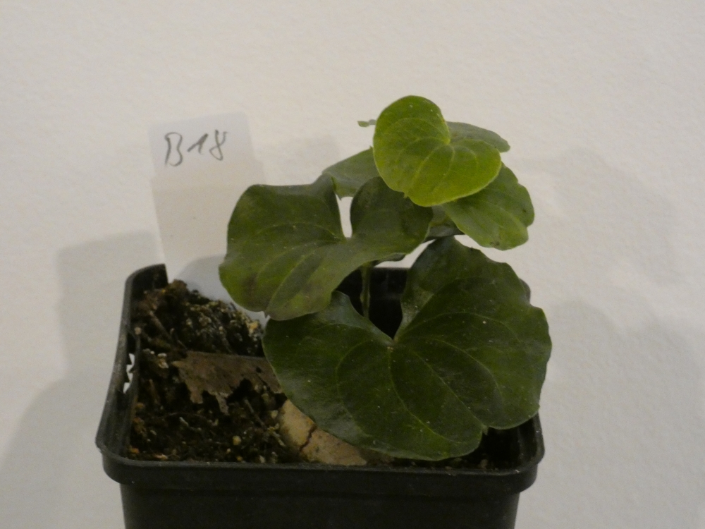 Bild 1 von Schildkrötenpflanze Dioscorea elephantipes B18