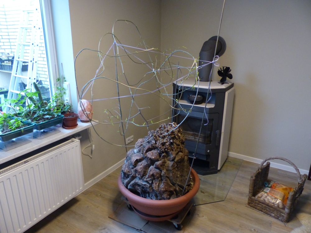 Bild 1 von Schildkrötenpflanze Dioscorea elephantipes 2-5 cm Anfängerpflanze zum ausprobieren