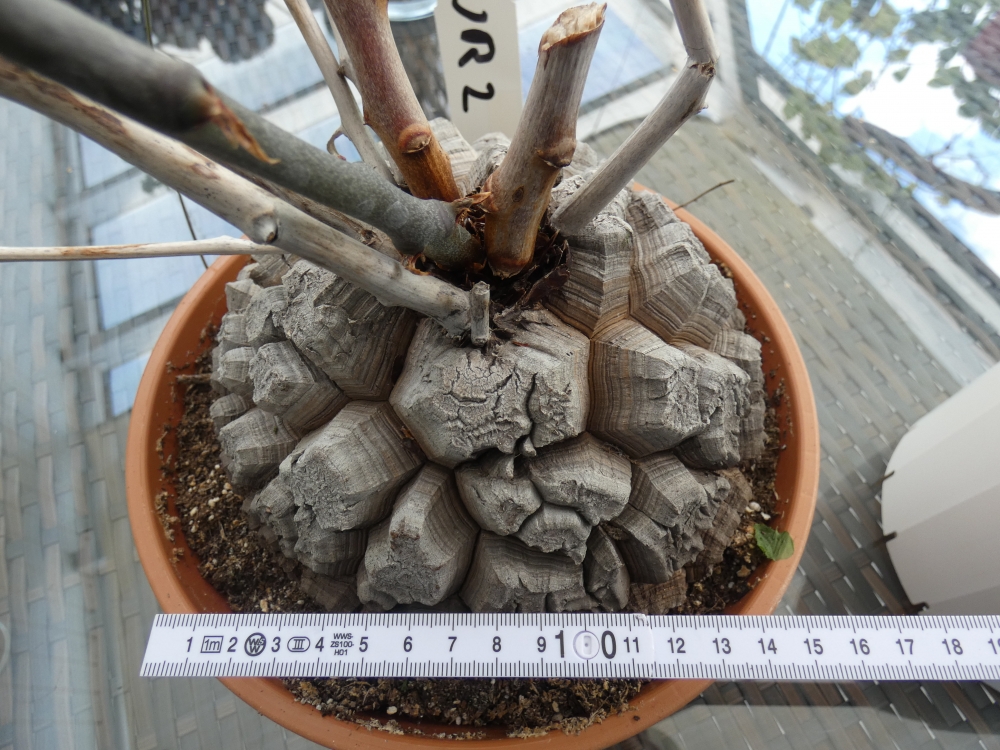 Bild 1 von Schildkrötenpflanze Dioscorea elephantipes 