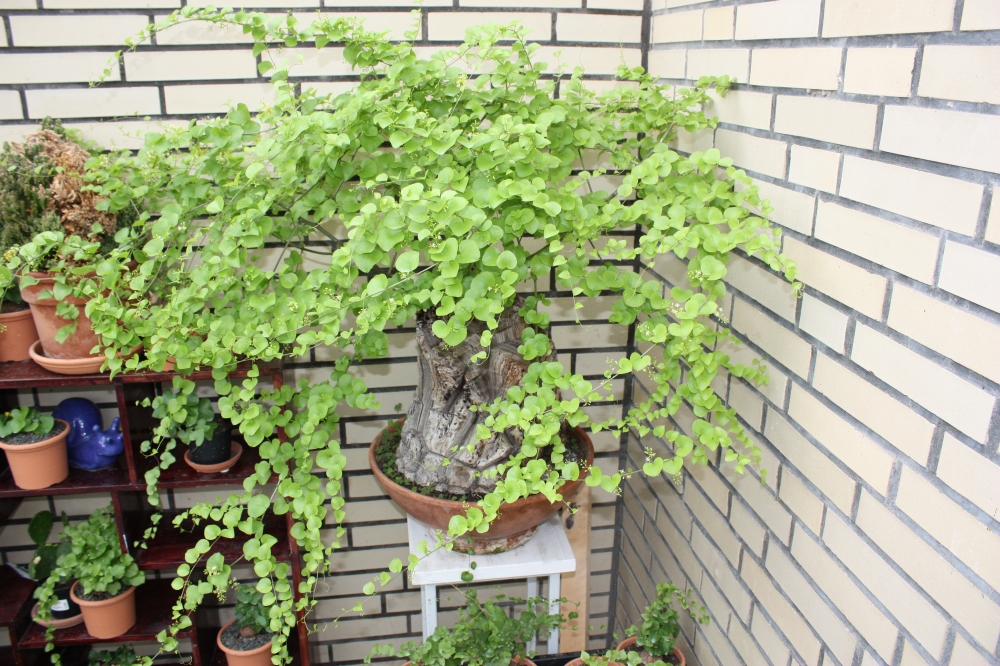 Bild 1 von Schildkrötenpflanze Dioscorea elephantipes 2-5 cm Anfängerpflanze zum ausprobieren