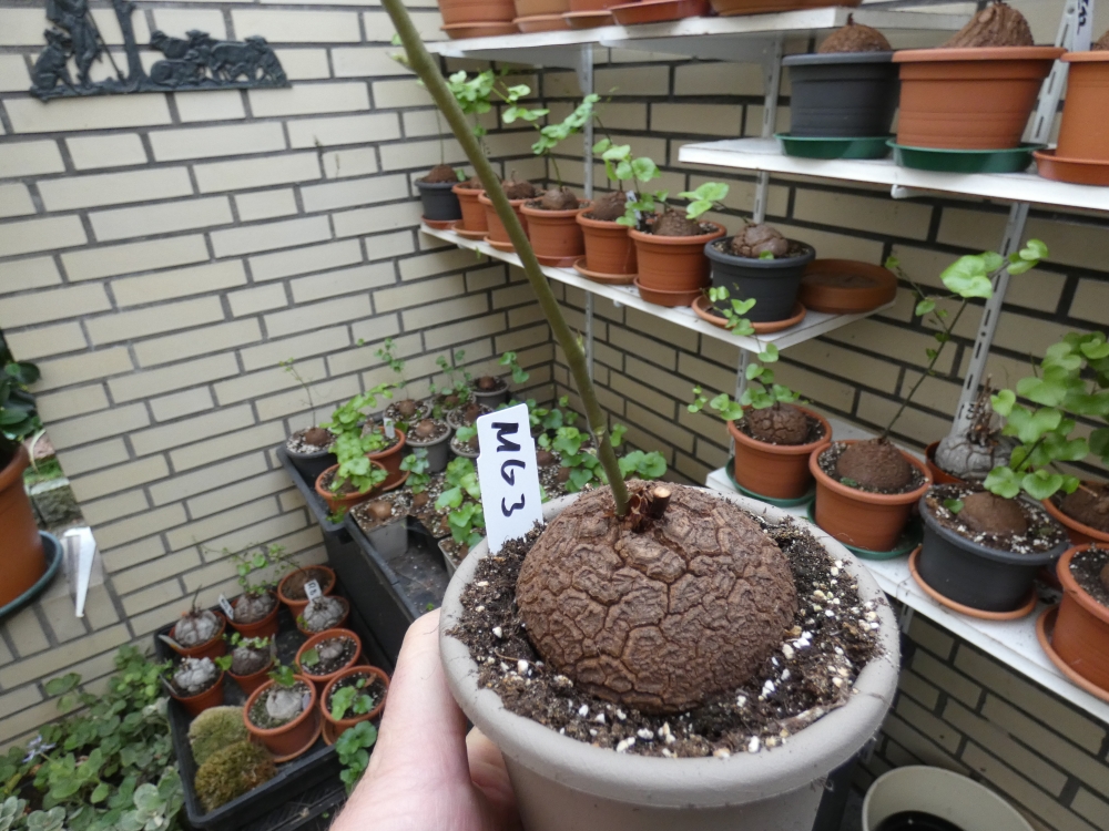 Bild 1 von Schildkrötenpflanze Dioscorea elephantipes MG3