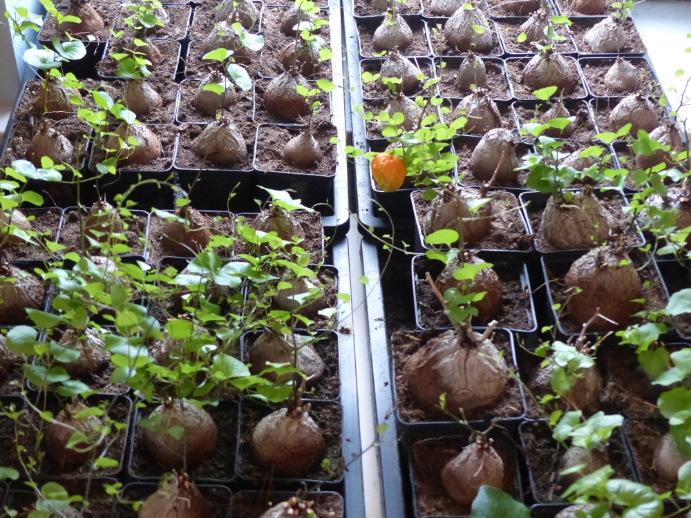 Bild 1 von Schildkrötenpflanze Dioscorea elephantipes 2-5 cm Anfängerpflanze zum ausprobieren