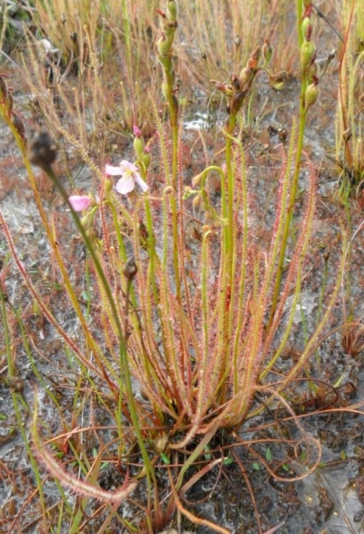 Bild 1 von Drosera filiformis, fadenblättriger Sonnentau