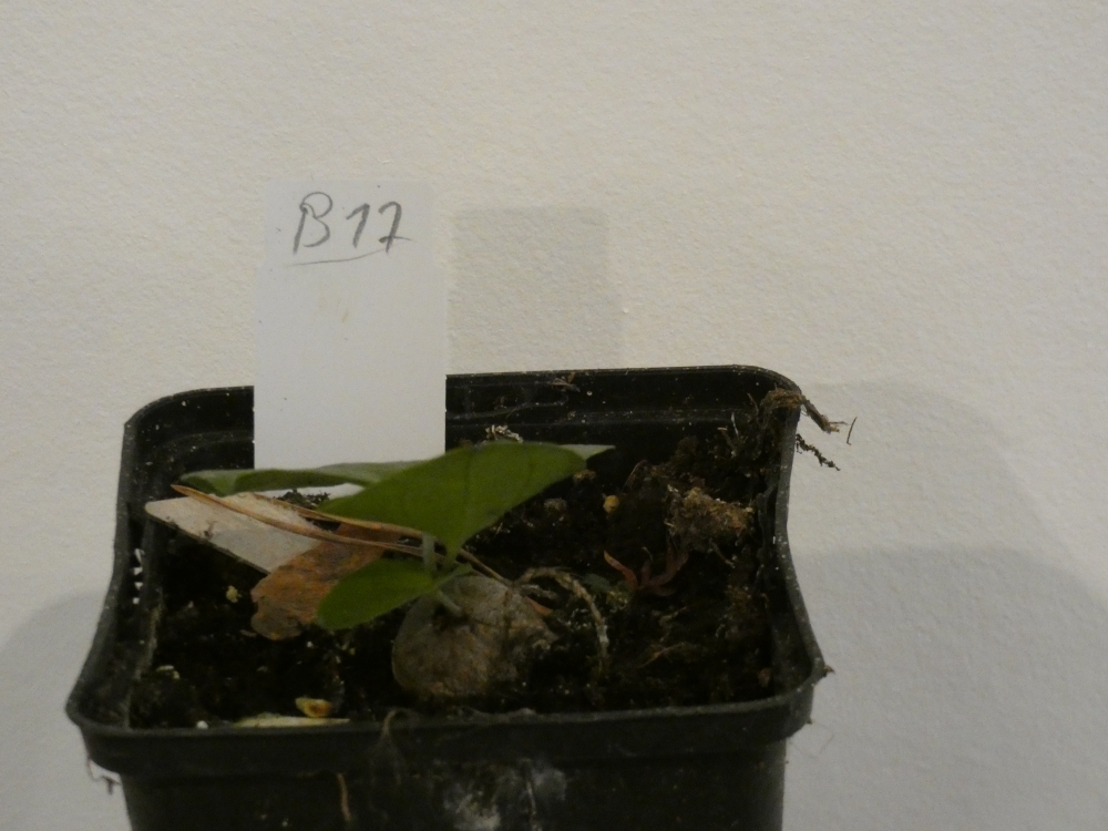 Bild 1 von Schildkrötenpflanze Dioscorea elephantipes B17