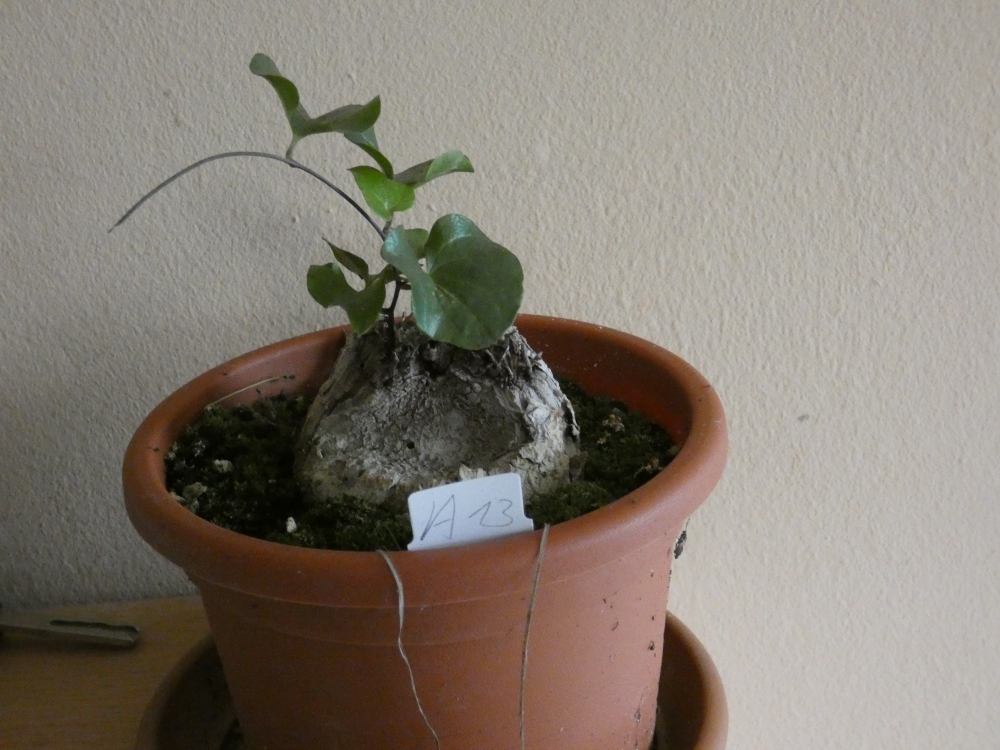 Bild 1 von Schildkrötenpflanze Dioscorea elephantipes A13