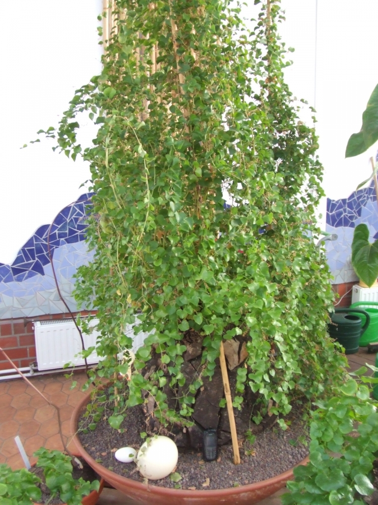 Bild 1 von Schildkrötenpflanze Dioscorea elephantipes 2-5 cm Anfängerpflanze zum ausprobieren