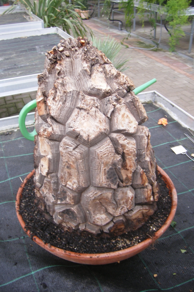 Bild 1 von Schildkrötenpflanze Dioscorea elephantipes 2-5 cm Anfängerpflanze zum ausprobieren