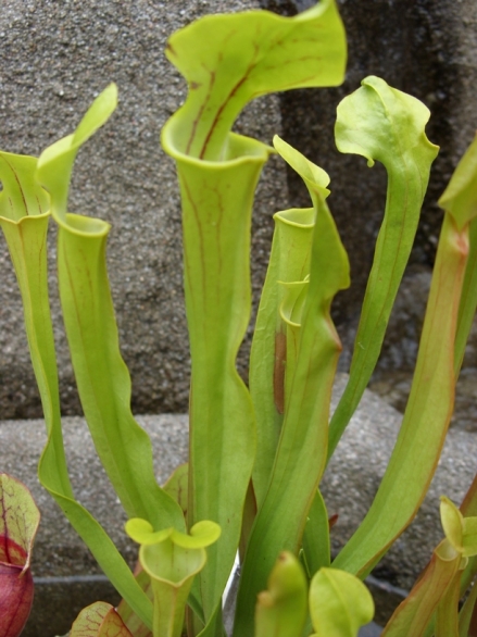 Bild 1 von Sarracenia flava, gelbblütige Schlauchpflanze