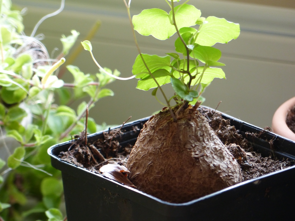 Bild 1 von Schildkrötenpflanze Dioscorea elephantipes 2-5 cm Anfängerpflanze zum ausprobieren