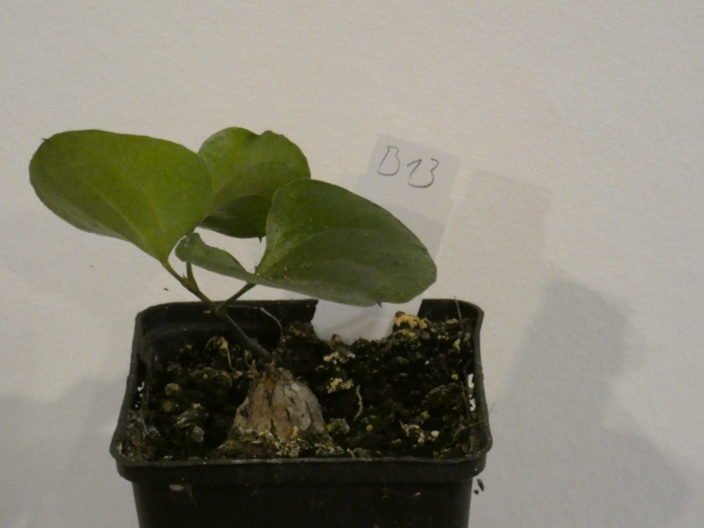 Bild 1 von Schildkrötenpflanze Dioscorea elephantipes B13