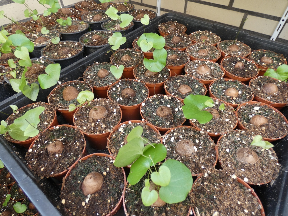 Bild 1 von Schildkrötenpflanze Dioscorea elephantipes 2-5 cm Anfängerpflanze zum ausprobieren
