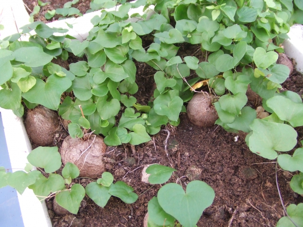 Bild 1 von Schildkrötenpflanze Dioscorea elephantipes 2-5 cm Anfängerpflanze zum ausprobieren