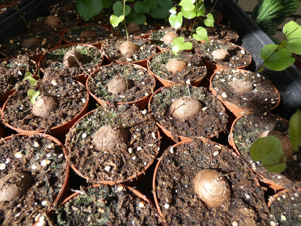 Bild 1 von Schildkrötenpflanze Dioscorea elephantipes 2-5 cm Anfängerpflanze zum ausprobieren