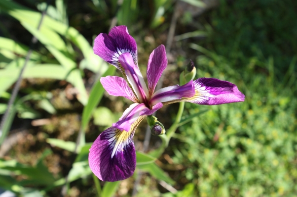 Bild 1 von Iris Sibirica Sibirische Schwertlilie