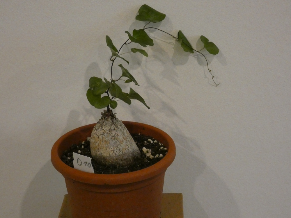 Bild 1 von Schildkrötenpflanze Dioscorea elephantipes D10