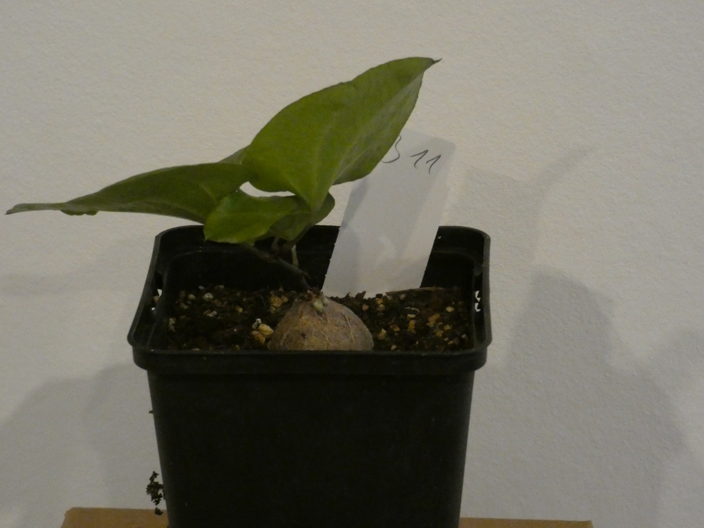 Bild 1 von Schildkrötenpflanze Dioscorea elephantipes B11