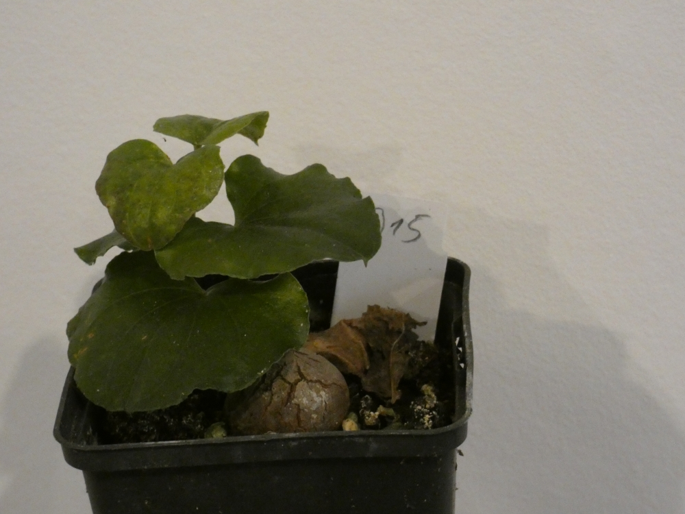 Bild 1 von Schildkrötenpflanze Dioscorea elephantipes B15