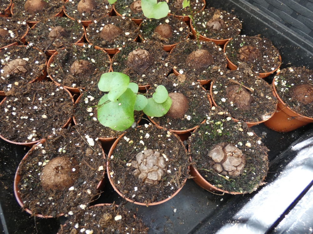 Bild 1 von Schildkrötenpflanze Dioscorea elephantipes 2-5 cm Anfängerpflanze zum ausprobieren