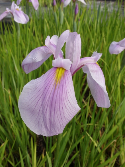 Bild 1 von Iris laevigata Rose Queen  Sumpfiris