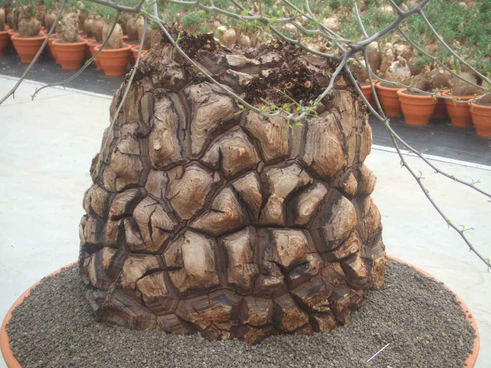 Bild 1 von Schildkrötenpflanze Dioscorea elephantipes 2-5 cm Anfängerpflanze zum ausprobieren