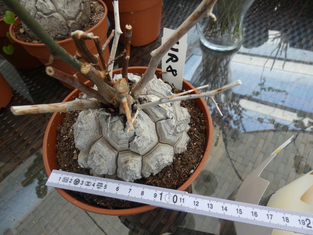 Bild 1 von Schildkrötenpflanze Dioscorea elephantipes UR8