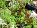 Bild 2 von Sphagnum squarrosum rot, Torfmoos rote Triebe, lebend Moos