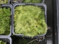 Bild 5 von Thuidium tamariscinum  Thujamoos,Tannenmoos