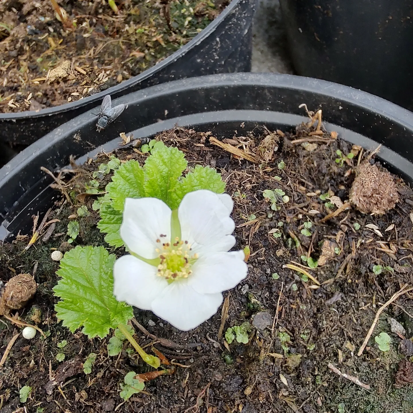 Bild 1 von Moltebeere   Rubus chamaemorus