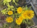 Bild 4 von Inula britanica  Sumpf-Alant