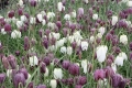 Fritillaria meleagris  Schachbrettblume